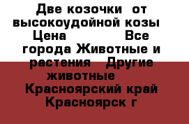 Две козочки  от высокоудойной козы › Цена ­ 20 000 - Все города Животные и растения » Другие животные   . Красноярский край,Красноярск г.